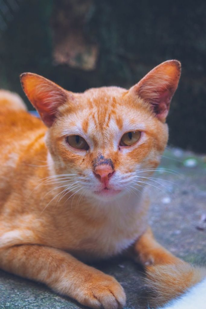 Close-up of a ginger cat relaxing outdoors on a pavement, showcasing its serene expression.