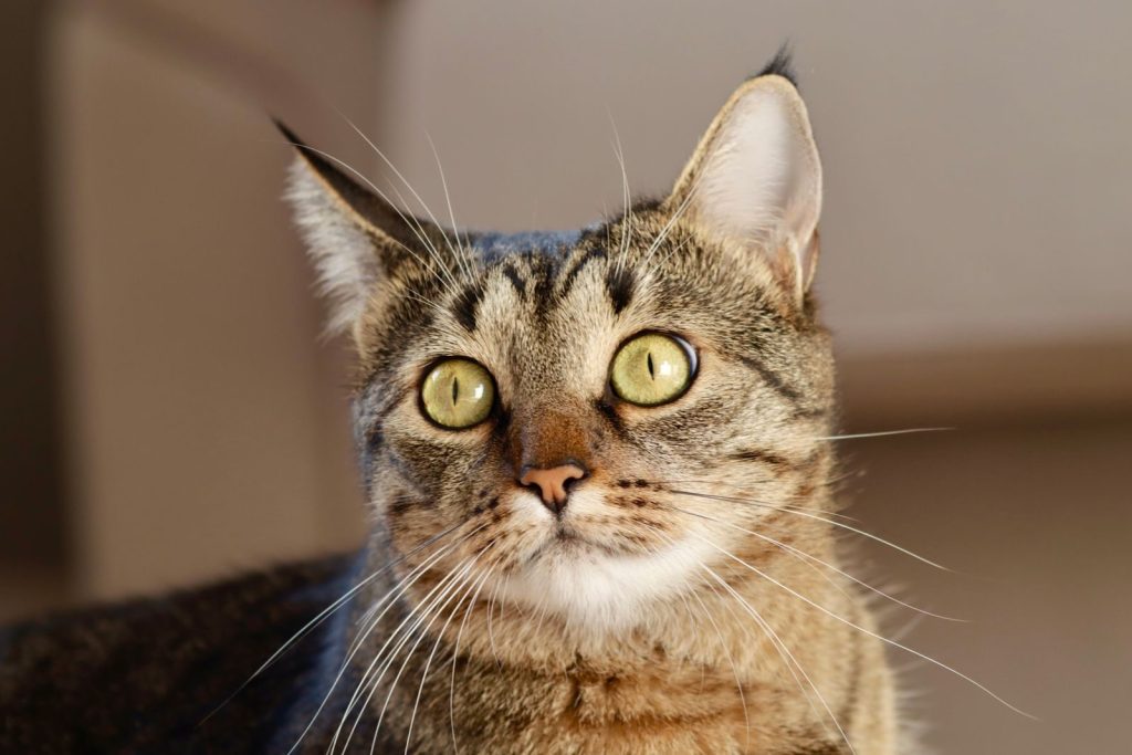 Detailed close-up portrait of a domestic tabby cat with striking green eyes.