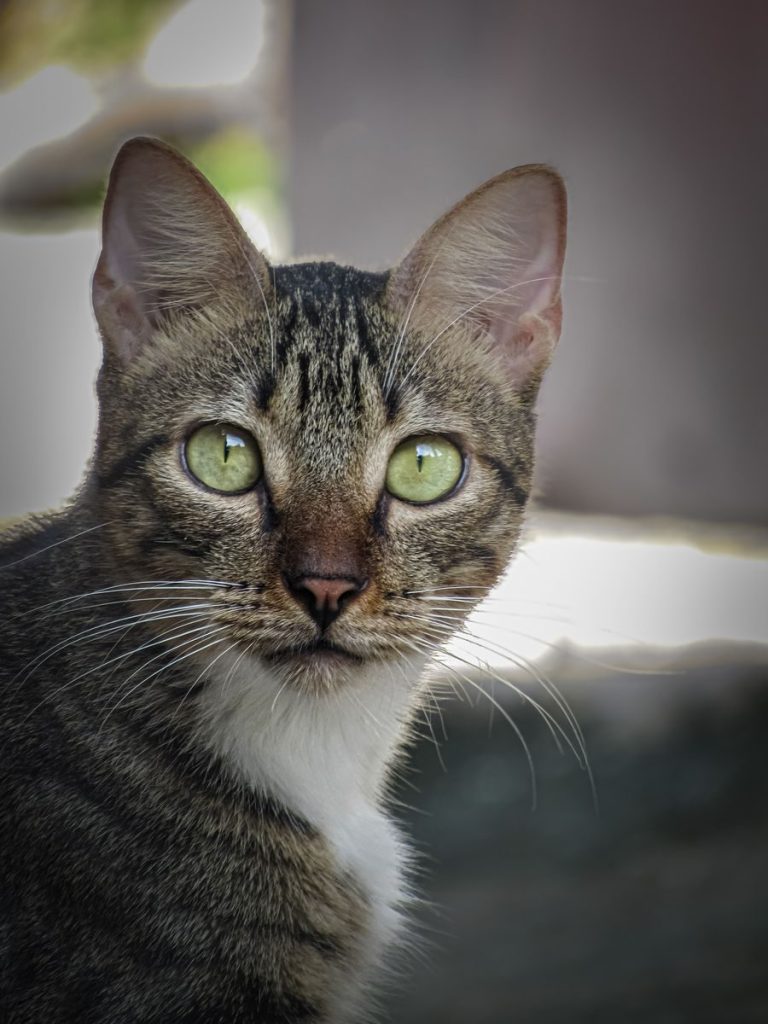 A detailed close-up of a striped domestic cat with green eyes outdoors.