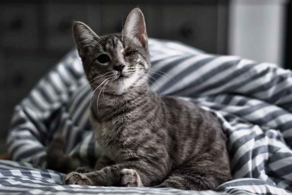 Charming gray tabby cat winking while lounging on comfortable striped bedding.