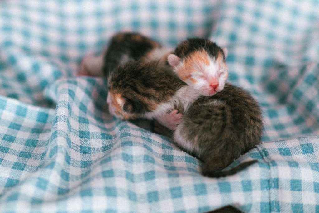 Three newborn kittens snuggling on a cozy blue checkered blanket.