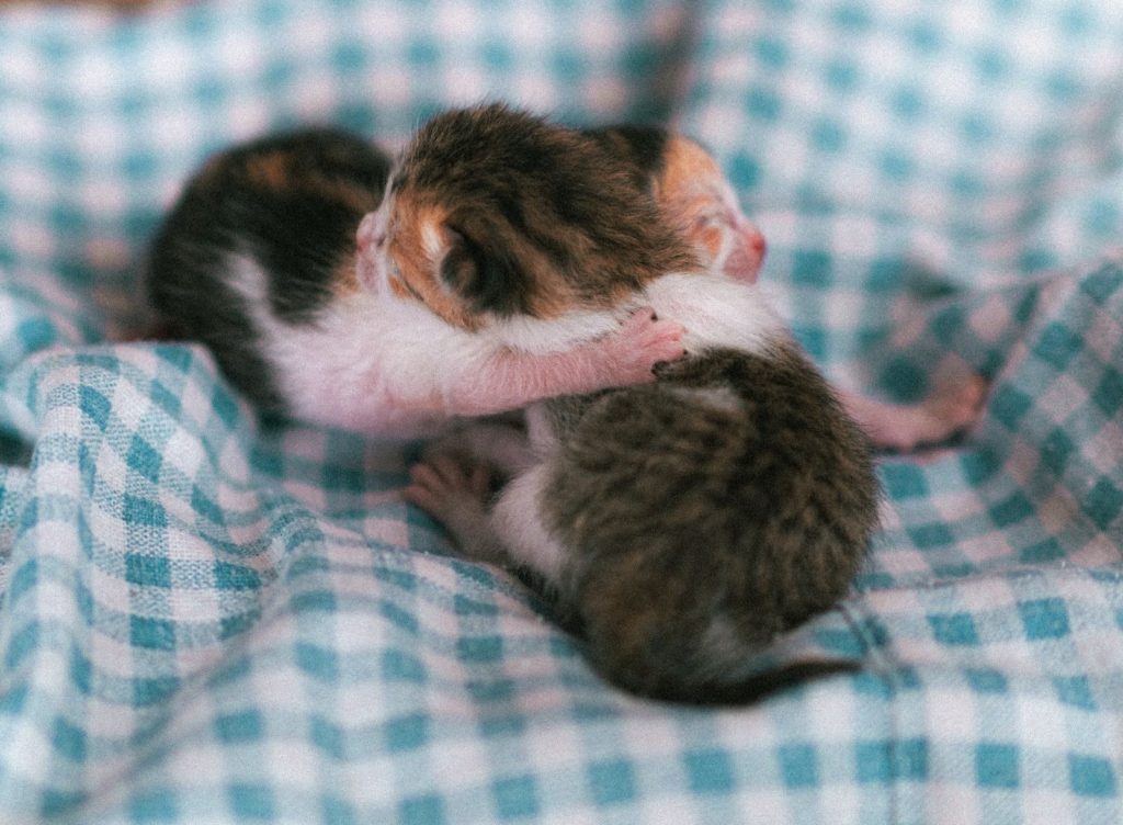 Two tiny newborn kittens cuddling on a soft blue checkered blanket. Perfect for cute and cozy themes.