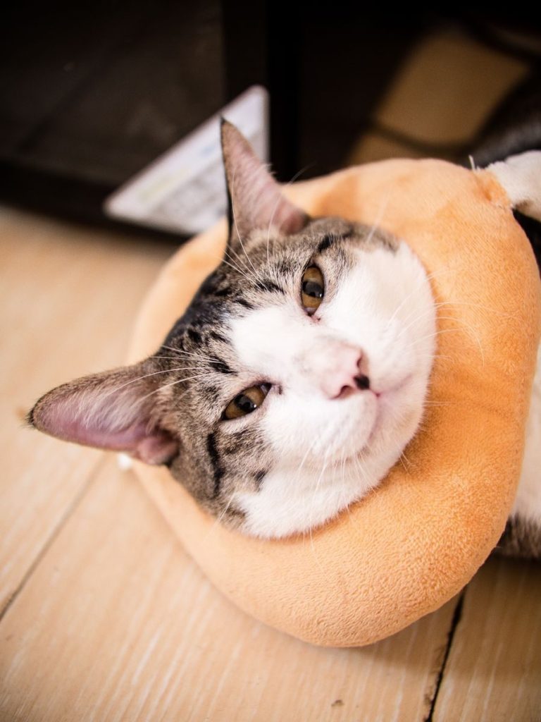 A cozy cat resting with a plush pillow, showcasing a relaxed atmosphere.