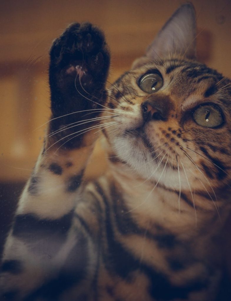 Adorable Bengal cat reaching up with its paw, showcasing its distinctive spots and stripes.