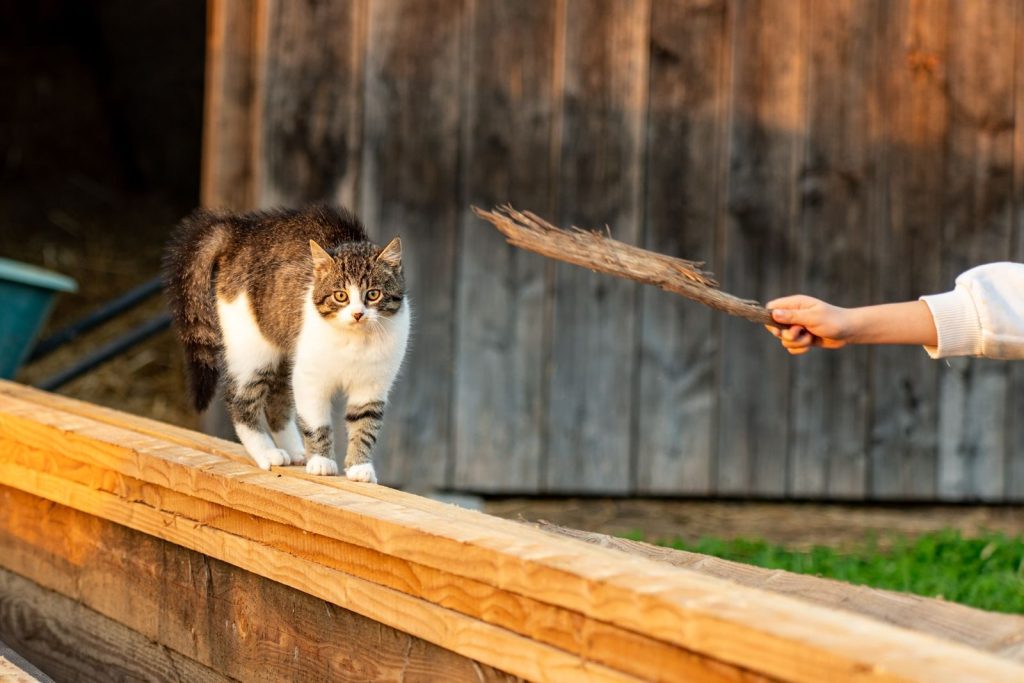 A cat playfully interacts with a person holding a stick on a wooden fence.