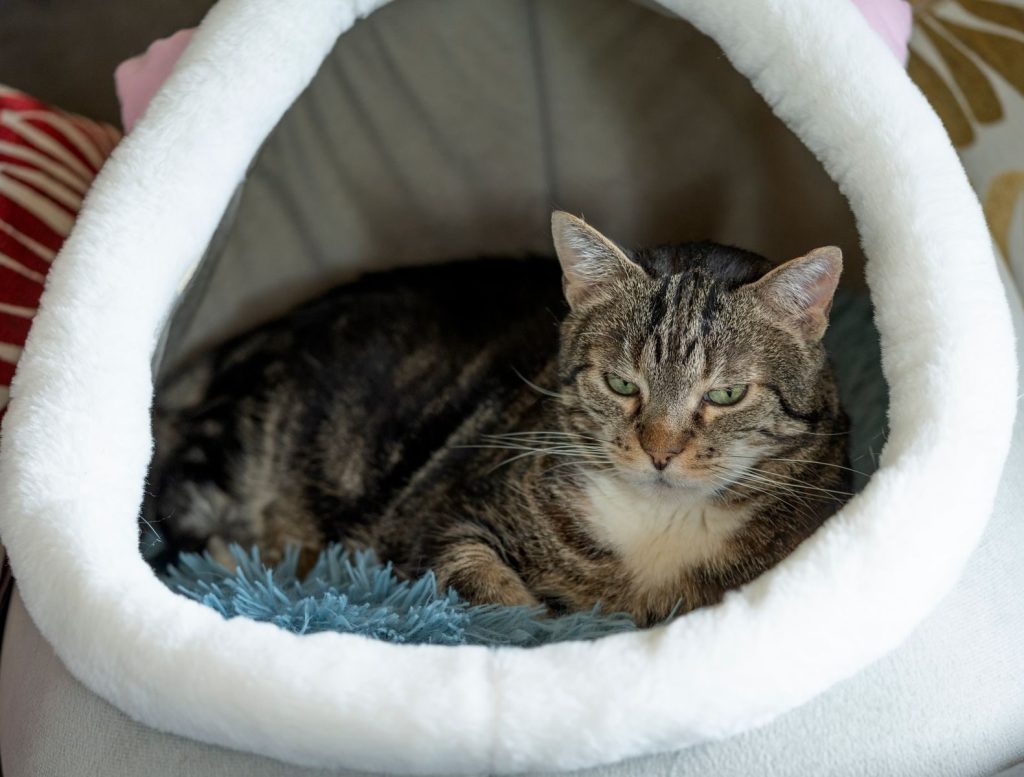 A relaxed tabby cat resting in a plush white pet bed at home.