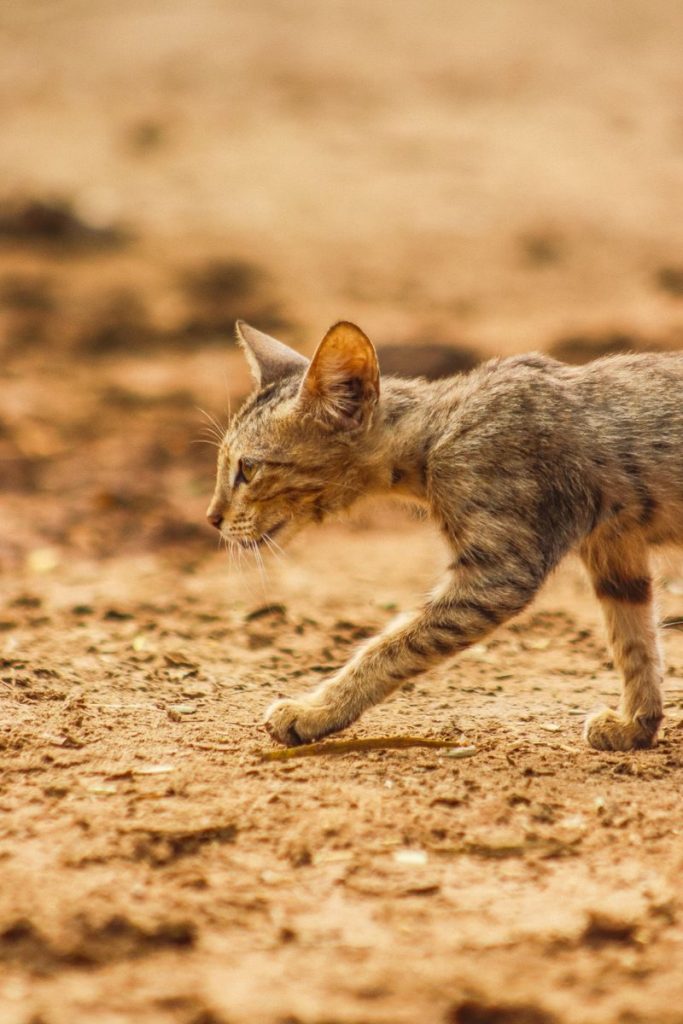 A young tabby cat walking on a sandy terrain in Okara, Punjab. Side profile view.