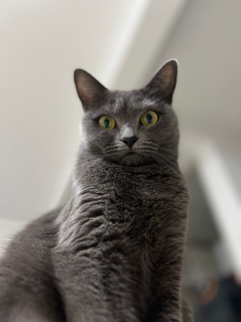 Captivating close-up of a gray British Shorthair cat with striking yellow eyes, indoors.