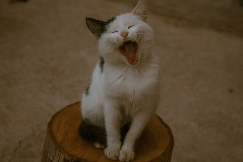 Adorable black and white cat yawning while sitting on a log outdoors, showcasing its open mouth and relaxed pose.