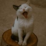 Adorable black and white cat yawning while sitting on a log outdoors, showcasing its open mouth and relaxed pose.