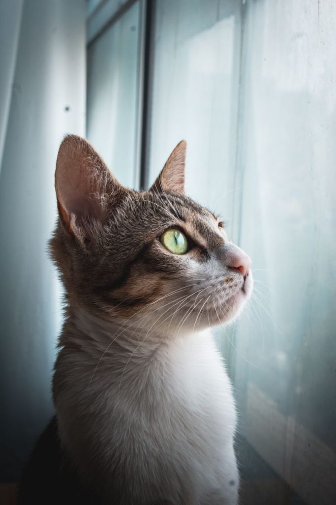 A thoughtful tabby cat looks outside through a window, capturing a serene moment indoors.