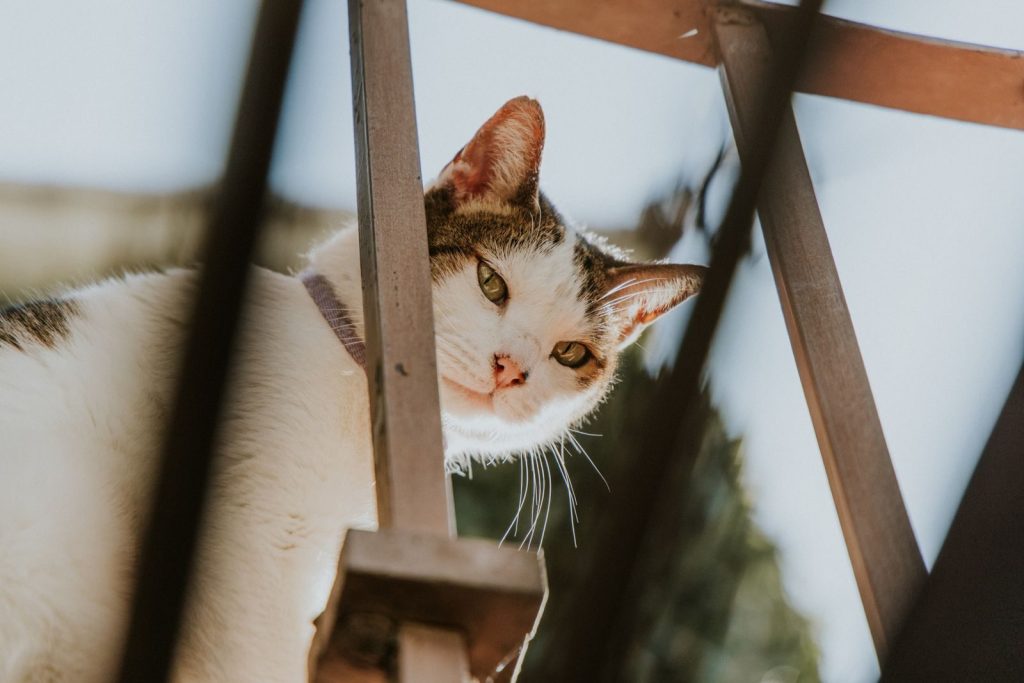 A curious cat peering through a wooden fence, showcasing its inquisitive nature.