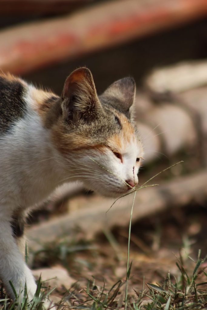 A calico cat gently sniffs a blade of grass in a sunny outdoor setting.