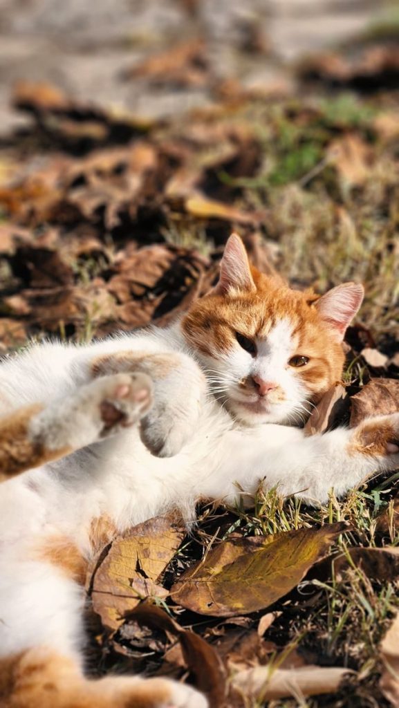 A ginger and white cat playfully relaxing on a bed of autumn leaves in a sunny outdoor setting.
