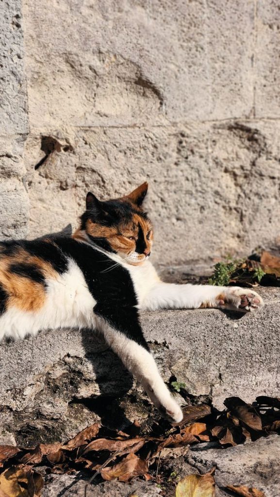 A calico cat basks in sunlight against a textured stone wall, surrounded by autumn leaves.