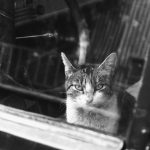 Black and white photo of a stray tabby cat looking through a car window.