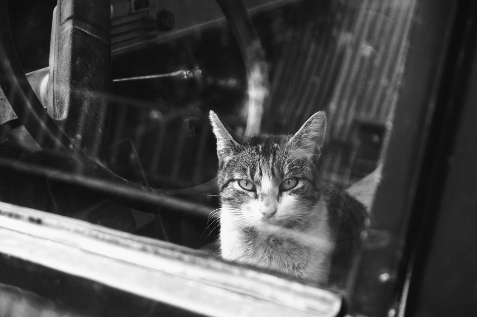 Black and white photo of a stray tabby cat looking through a car window.