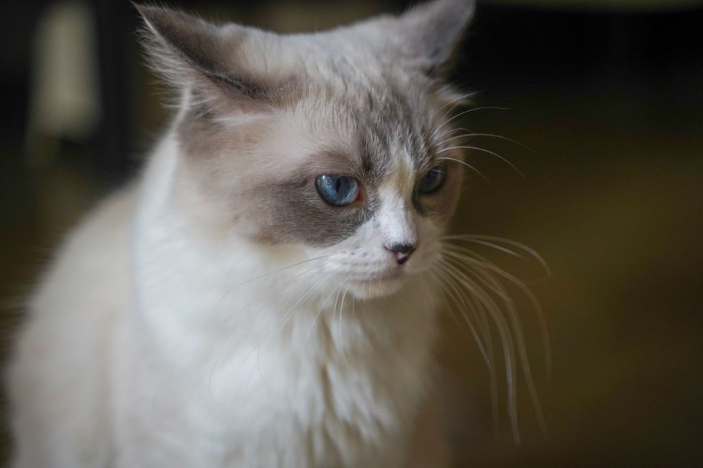 A serene Ragdoll cat with blue eyes gazes softly, capturing a quiet moment indoors.