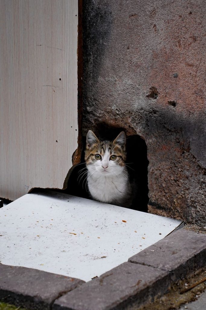 A curious cat peeks from a hole in an outdoor wall, showing a blend of alertness and curiosity.