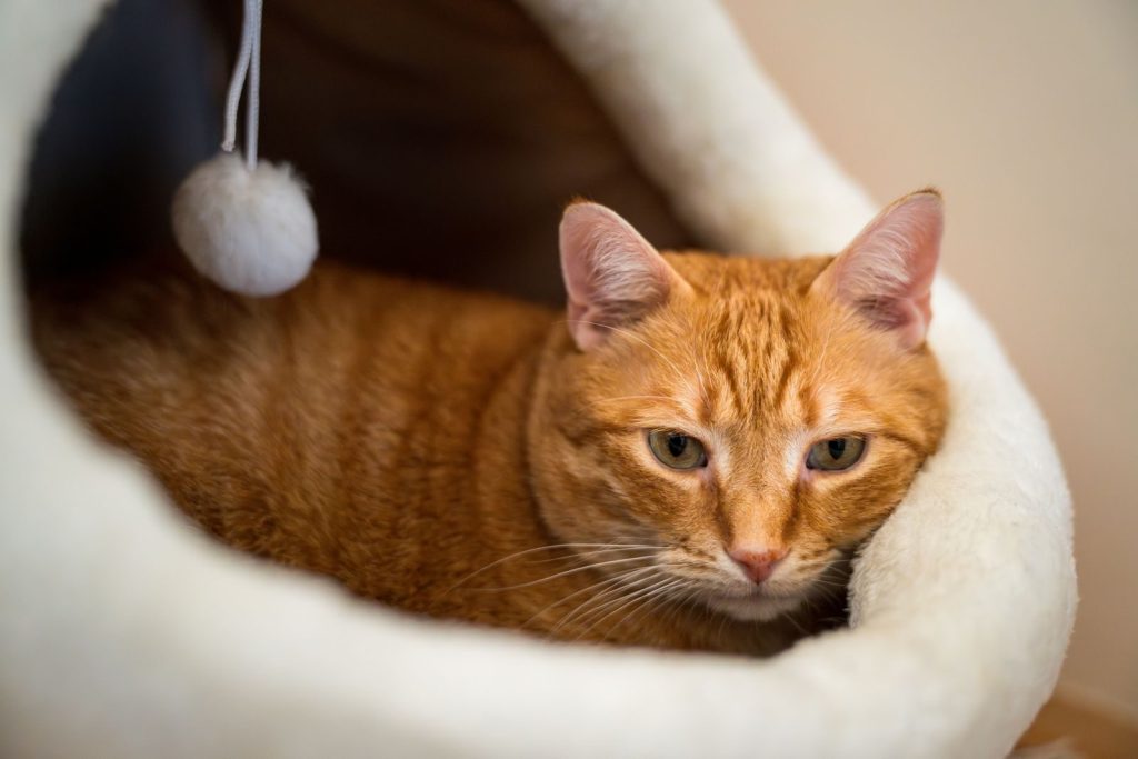 A charming ginger tabby cat comfortably nestled in a soft, cozy cat bed indoors.