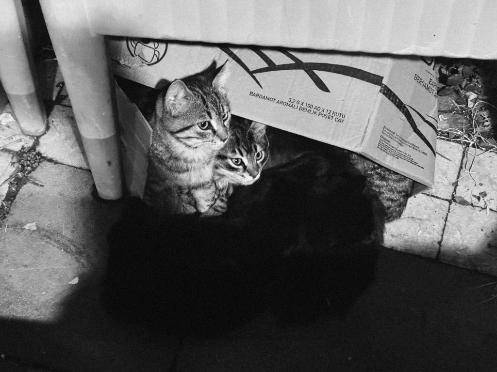 Adorable kittens sitting inside a cardboard box in a black and white setting.