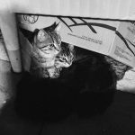 Adorable kittens sitting inside a cardboard box in a black and white setting.