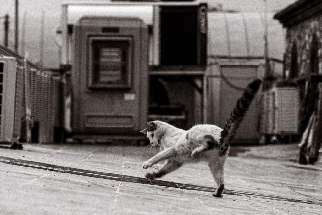 Dynamic black and white image of a cat leaping in an urban environment in Bursa, Türkiye.
