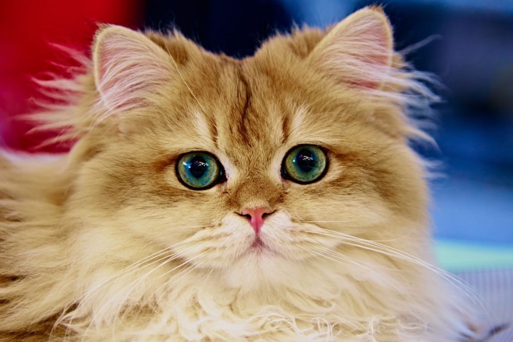 Captivating close-up of a fluffy Persian cat with striking blue eyes gazing intently.