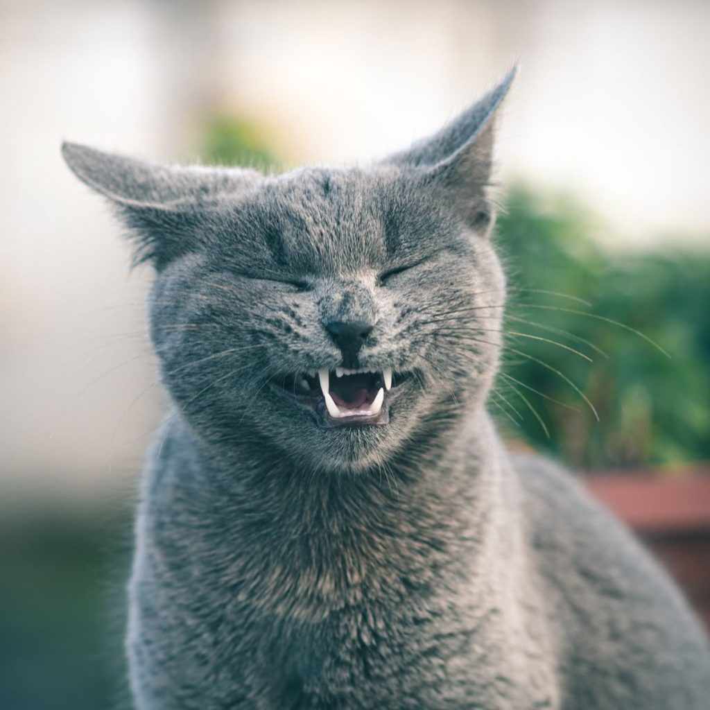 A grey cat shows its teeth in an amusing, expressive pose outdoors. Perfect for cat lovers.