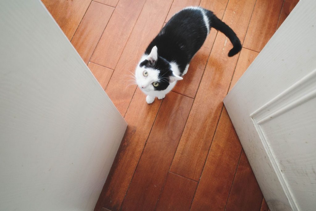 Black and white cat looking up from a wooden floor inside a home.