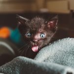 black kitten sticking it tongue