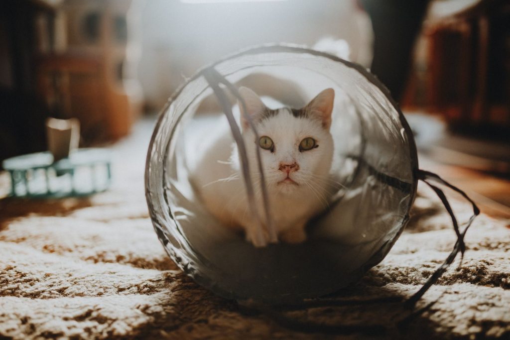 Cozy white cat lying in a tunnel indoors, enjoying the warm sunlight filtering through the room.
