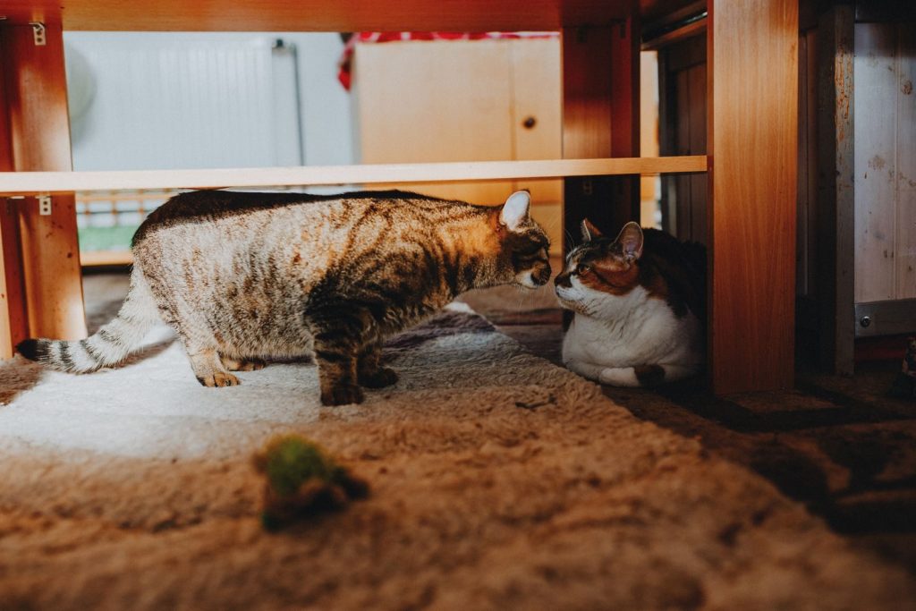 Two adorable cats meet under a wooden table, showcasing a cozy indoor moment.