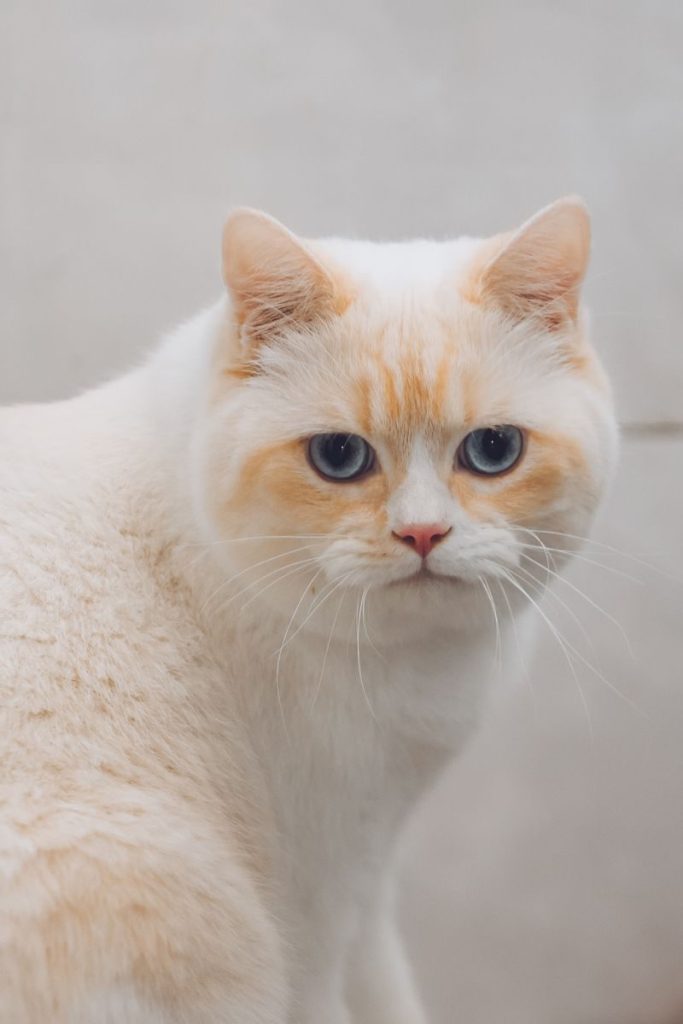 Portrait of a cream point British Shorthair cat with blue eyes indoors.
