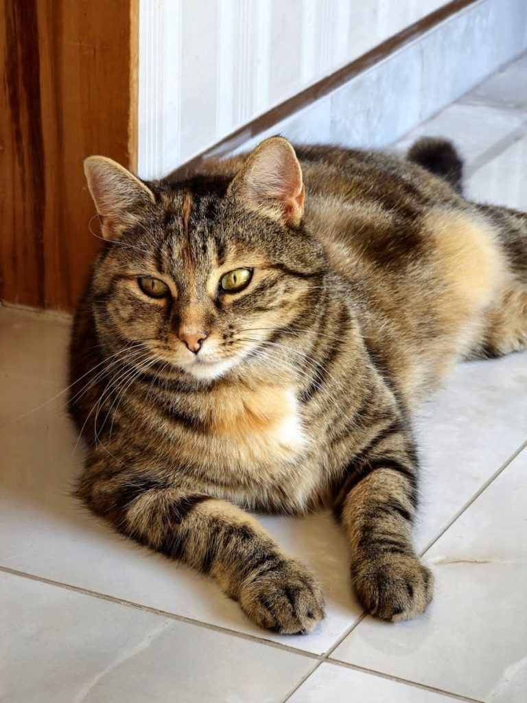 A calm tabby cat lounging indoors, highlighting its beautiful fur and attentive gaze.
