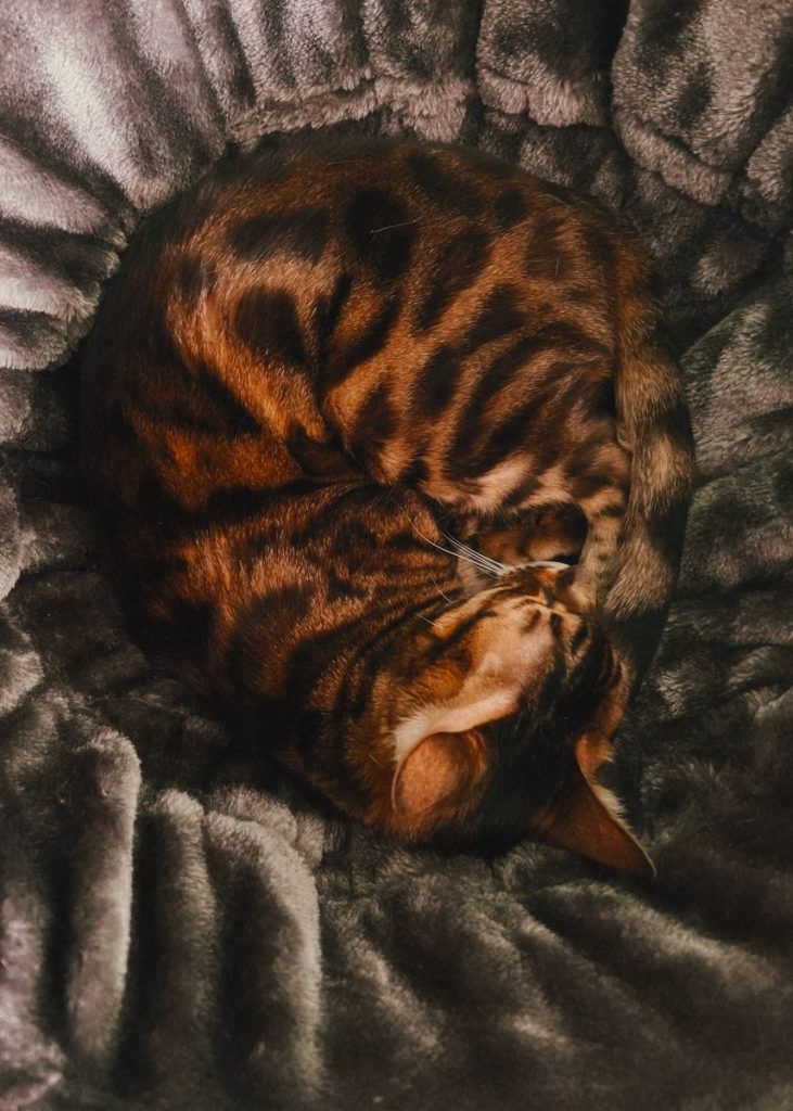 A Bengal cat curled up asleep on a soft, grey blanket, showcasing its unique coat pattern.
