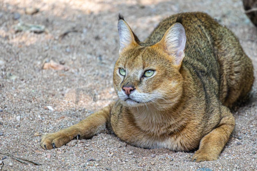Close-up of a caracal cat resting on sandy ground, showcasing its distinctive ears and alert expression.