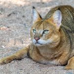 Close-up of a caracal cat resting on sandy ground, showcasing its distinctive ears and alert expression.
