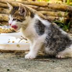 Adorable kitten licking lips while eating outdoors on a warm summer day. Perfect for pet and animal themes.