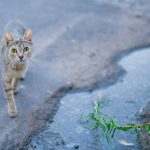 A street cat with bright eyes walking on pavement near a puddle of water.