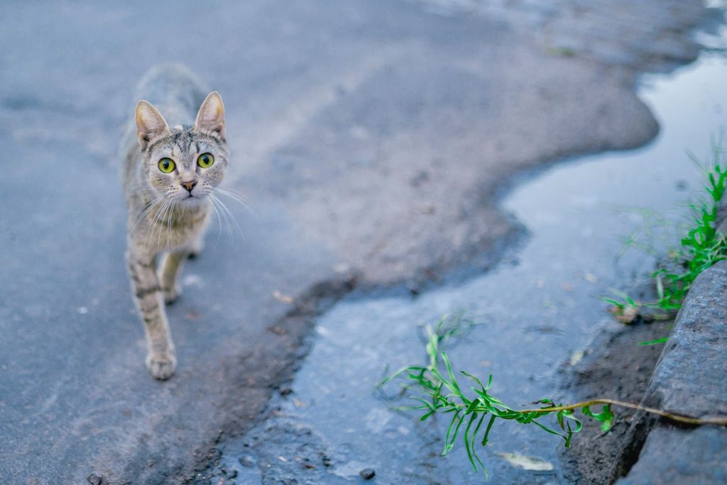 A street cat with bright eyes walking on pavement near a puddle of water.