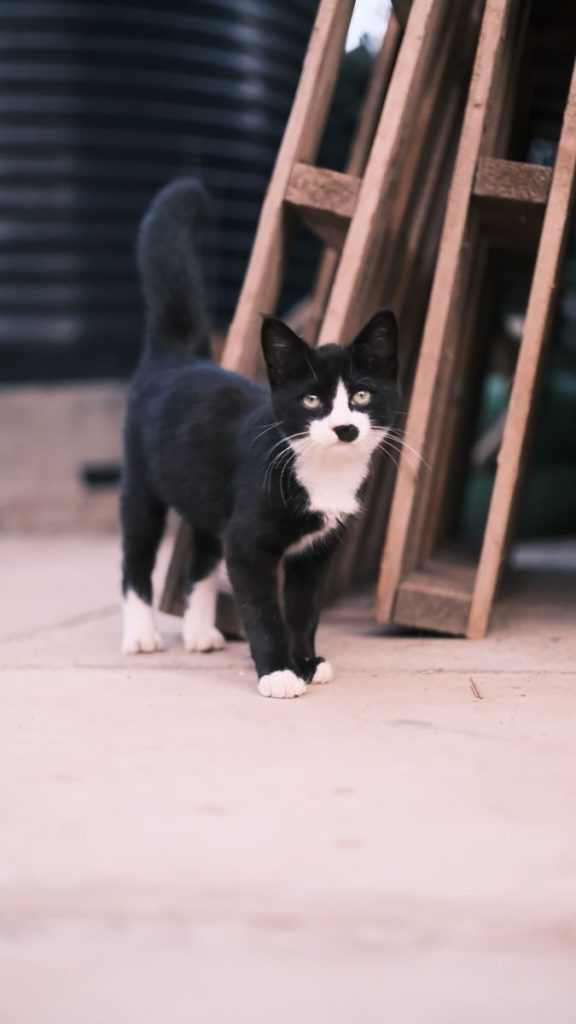 Charming black and white kitten exploring outdoors, full of curiosity and playfulness.