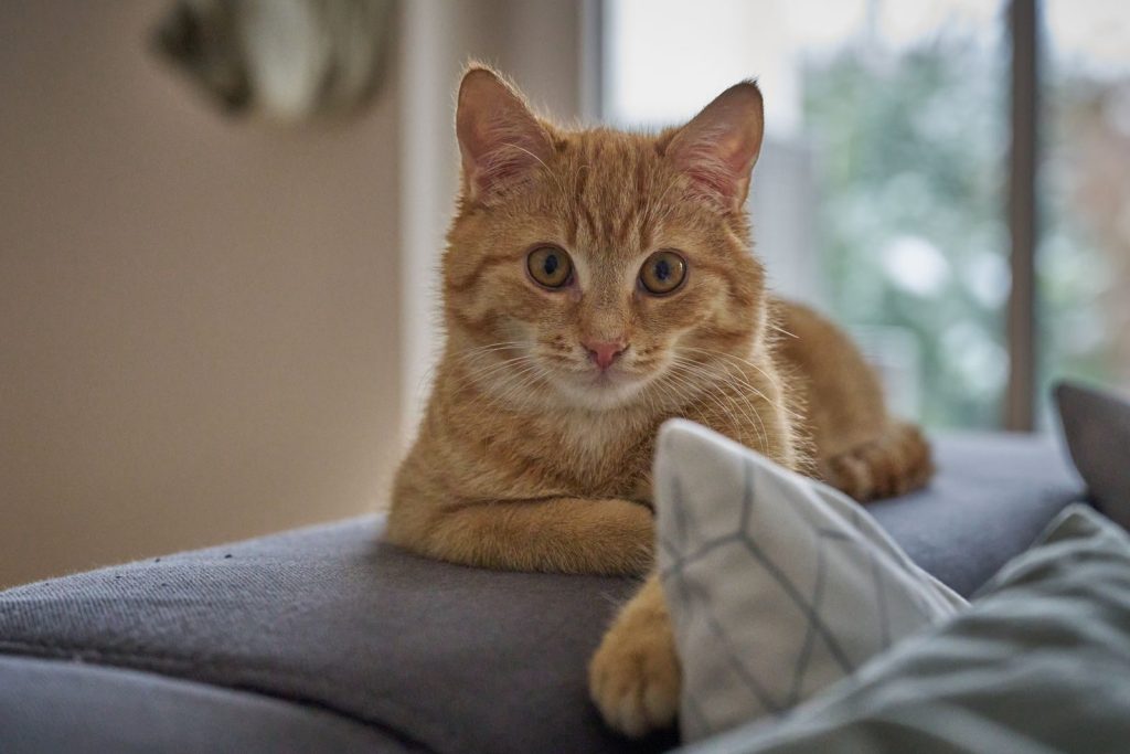 A cute ginger cat lounging on a cozy sofa indoors, perfect for pet lovers.