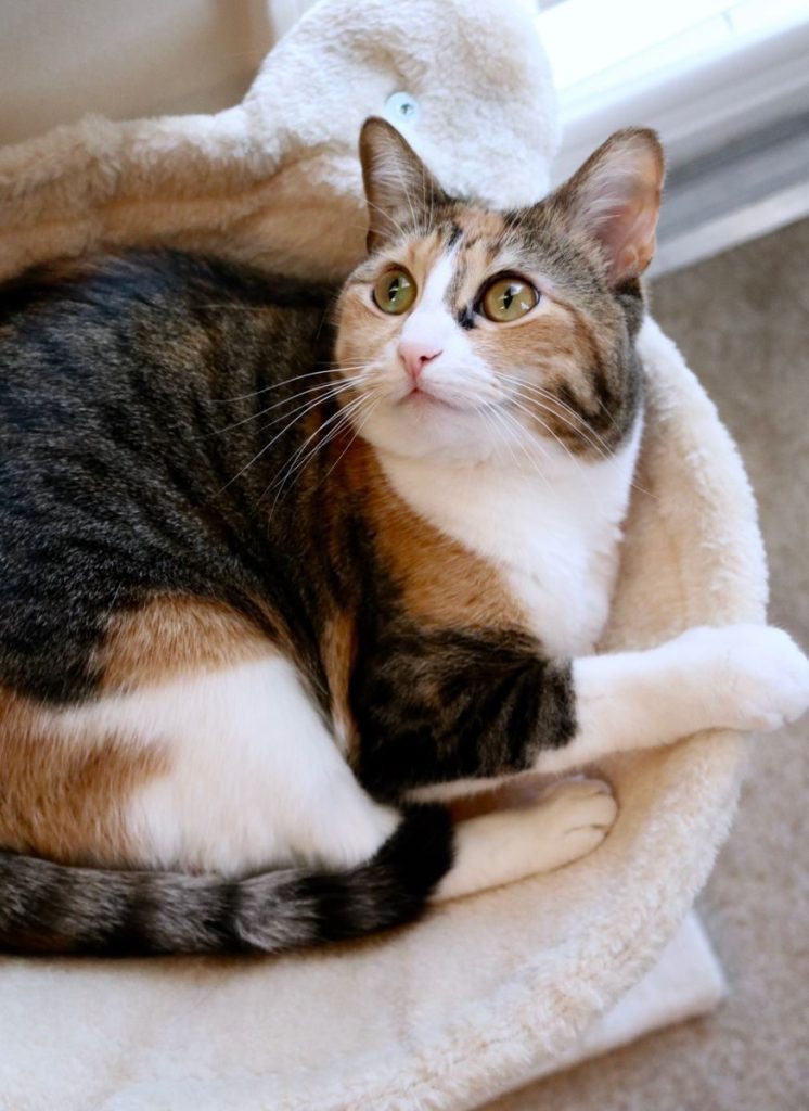 Adorable calico cat relaxing in a soft beige hammock indoors. Perfect pet portrait.