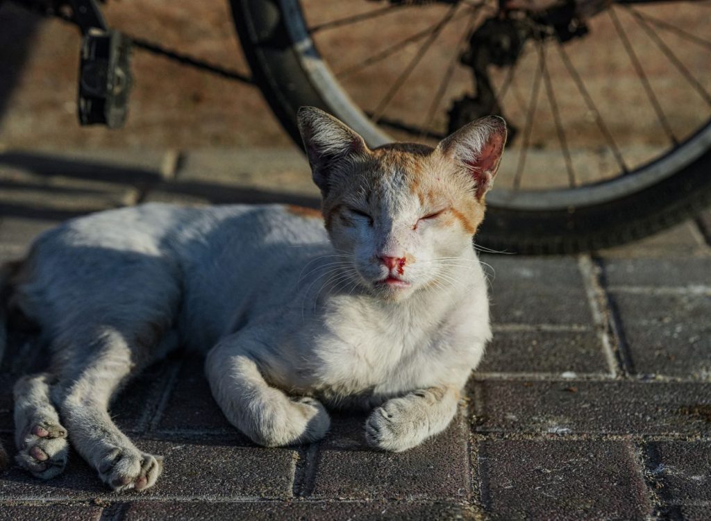 A calm cat lounges on a sunlit Dubai street, beside a bicycle wheel.