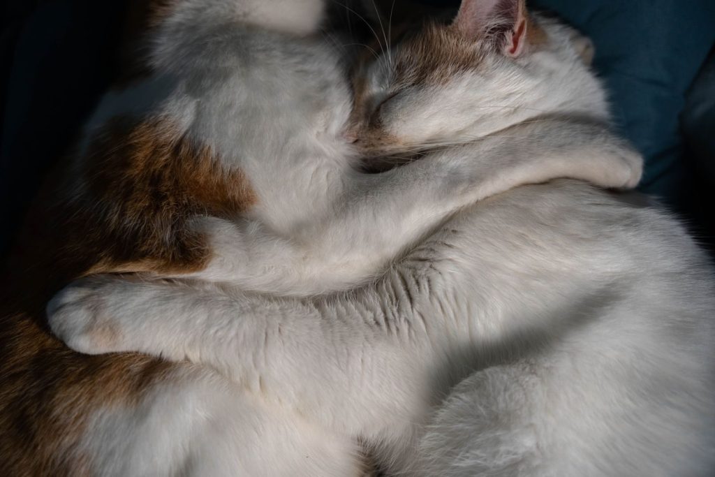 Two cats cuddling in a warm embrace, peacefully sleeping together in harmony.