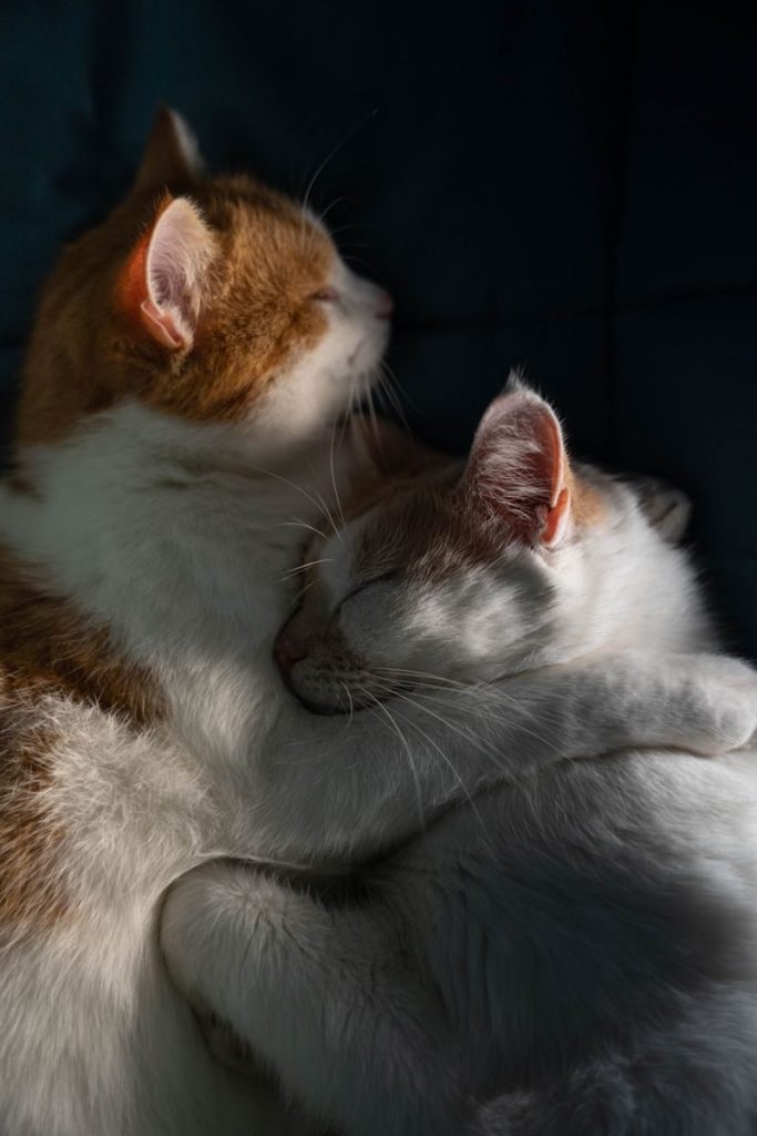 Two cozy cats embracing while basking in warm sunlight, showcasing feline affection.