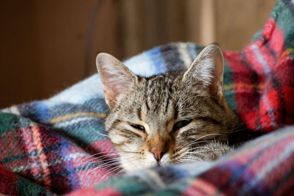 Adorable tabby cat snuggled in colorful plaid blanket, exuding warmth and comfort.