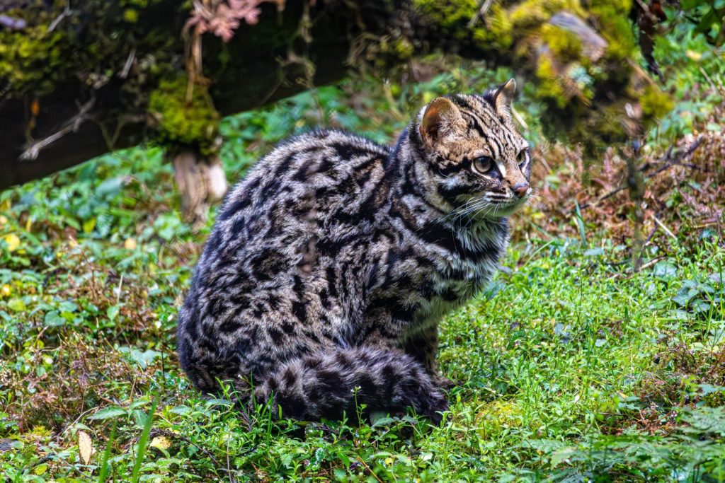 Close-up of a beautiful Asian Leopard Cat in the lush forests of Gangtok, Sikkim, India.