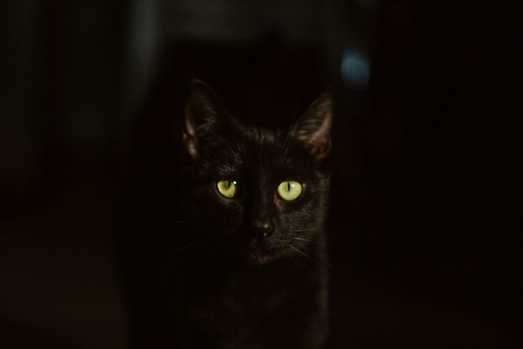 A black cat with striking green eyes gazes into the camera, surrounded by darkness.
